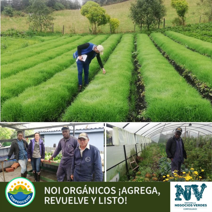 noi-organicos
