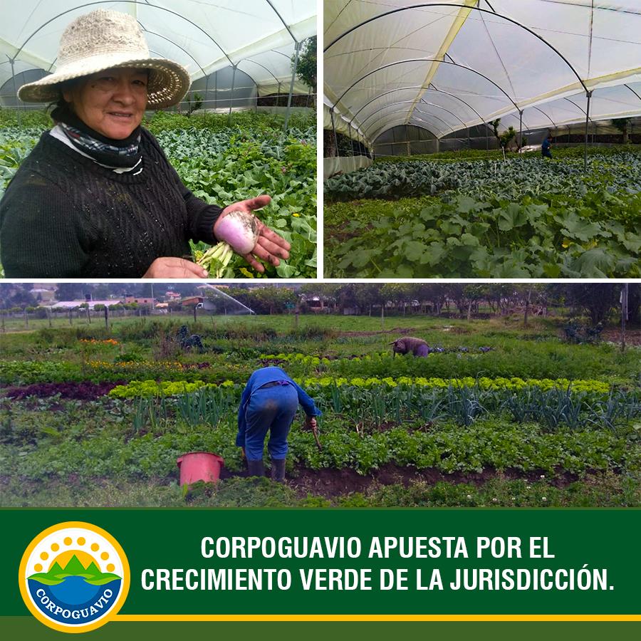 verificacion-de-criterios-clementina