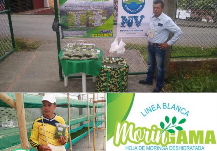 la-moringa-planta-milagrosa